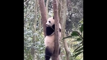 Really wondering how pandas survive in the wild   😅 #panda #wildlife #pandabears #survival