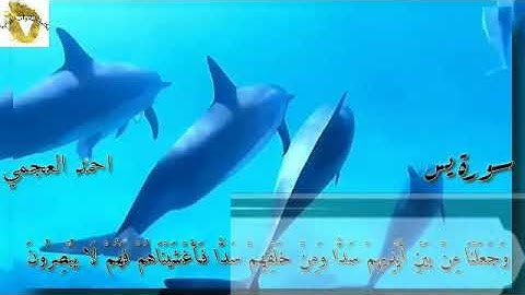 سورة يس بصوت  القارئ احمد بن علي العجمي اجمل صوت تسمعو بل الحياه #مكتبة_التلاوات_القرأنية
