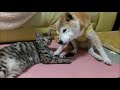 散歩後のおばあちゃん柴犬をねぎらう猫
