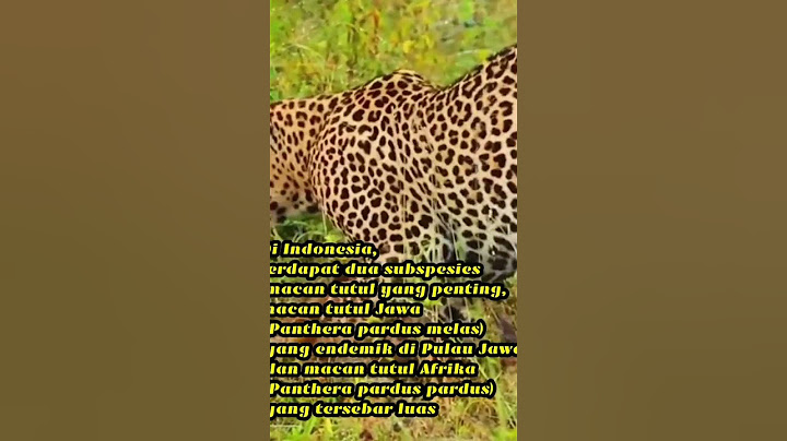 mengenal lebih dekat tentang leopard #leopard #youtubeshorts #wildlife #ytshorts #fyp