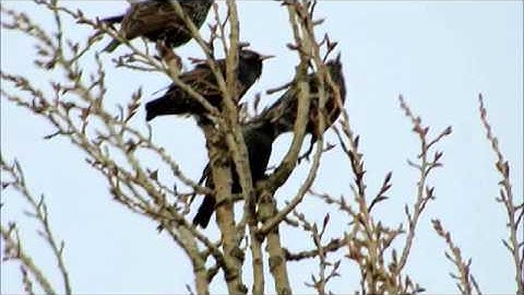 Spreeuw, Sturnus vulgaris, Starling, Star: Ein Musikalischer Spass, Een muzikale grap KV 522.