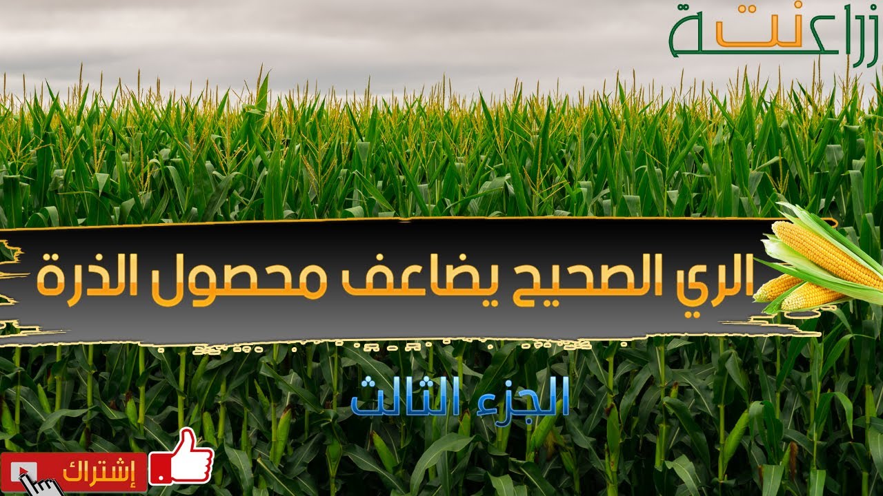 زراعة الذرة الشامية (الري) الجزء الثالث