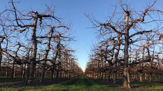 Apple trees winter 4K free stock footage