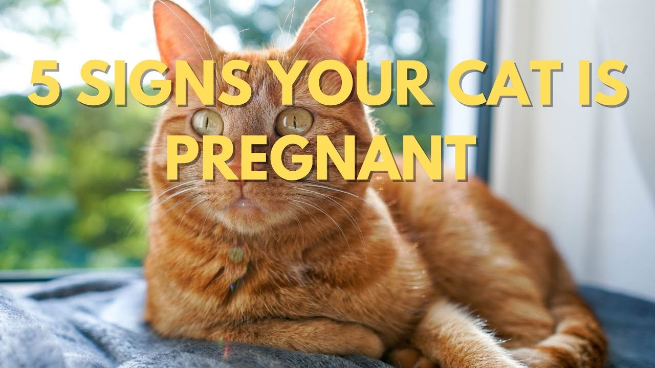 5 Signs Your Cat Is Pregnant Youtube