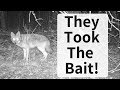 Coyotes Finally Came in and Took the BAIT! Coyotes Finally Came in and Took the BAIT!