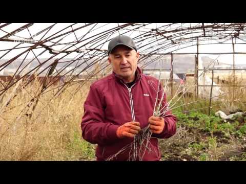 Video: Cătina (iarbă) - Proprietăți Utile și Utilizarea Cătinei, Coaja De Cătină, Laxativă. Cătină Fragilă, Arin, Asplenifolia, American