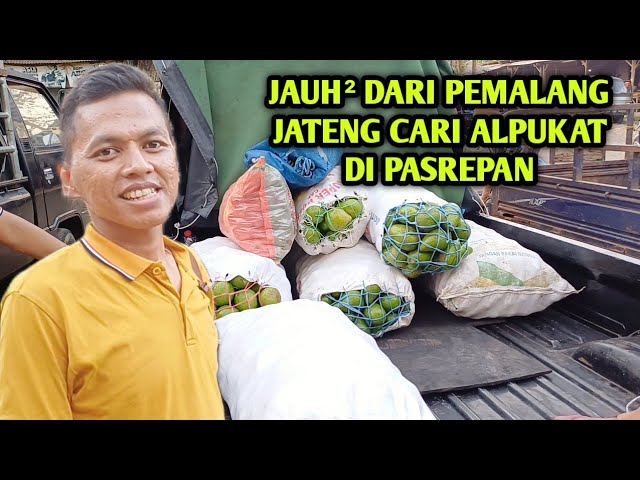 Bantu subcriber dari pemalang jateng cari buah alpukat di pasar pasrepan pasuruan class=