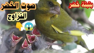 صوت طائر الخضر-نداء التزاوج-juvenile greenfinch- chant chardonneret