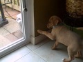 Dog Training - Bell Ringing to go outside Dog Training - Bell Ringing to go outside