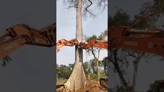 2 excavators take down a big tree