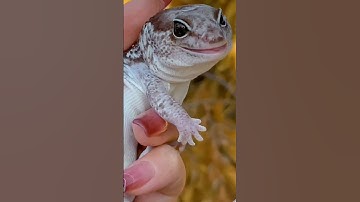 不骗你，随便截图龙傲天的表情管理都很棒😜#爬宠 #波比波比波比 #养爬姑娘 #肥尾守宫 #龙傲天