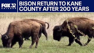 Bison Return To Kane County Prairie After Over 200 Years