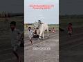 Raketla BheemaLingappa Gari Up coming new category bull