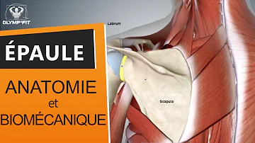 Où sont les tendons de l'épaule ?