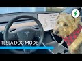 Tesla Dog Mode in Model Y (featuring Bodhi)
