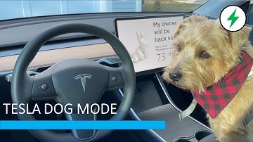 Tesla Dog Mode in Model Y (featuring Bodhi)