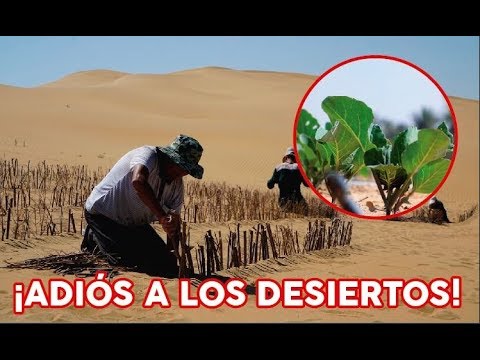 Video: Humedad De Lluvia Para Plantas. Desierto