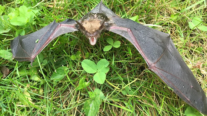 Bat climbing a tree