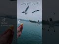 طيور النورس الطيور حالات واتساب تصويري جمال الطبيعة فيديوهات طيور البحر البحر النوارس
