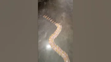 Dominos 