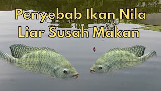 5 Penyebab Ikan Nila Liar Susah Makan Pemancing Wajib Tahu