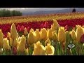 Spring Flowers at Oregon 2014 April 1080p HD