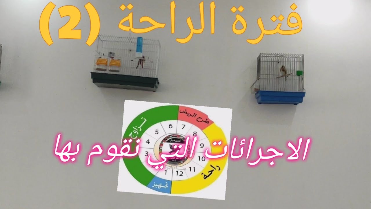 مرحلة الراحة (2) ... # إجابة على أسإلة مهمة ( تجهيز ذكر يلقح عدة اناث + تجهيز انثى تقبل كل الذكور)