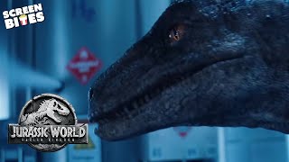 No One Can Stop the Velociraptor! | Jurassic World: Fallen Kingdom (2018) | Screen Bites