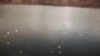 Isırgan otu