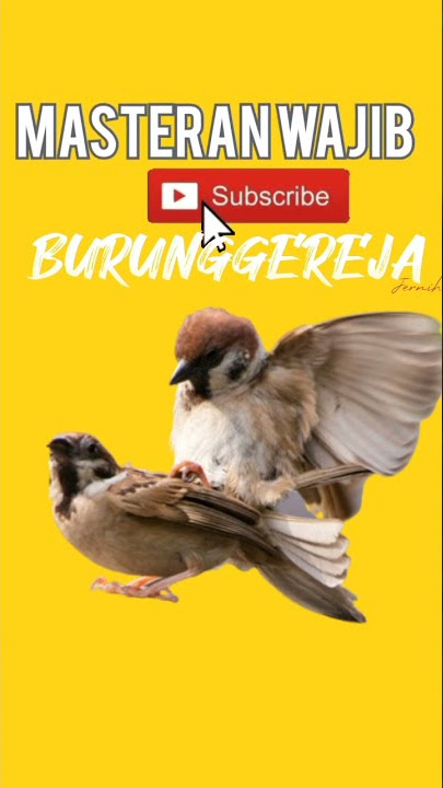 Suara 🐦Burung GEREJA TARUNG Jernih Masteran Murai 🔅🔅