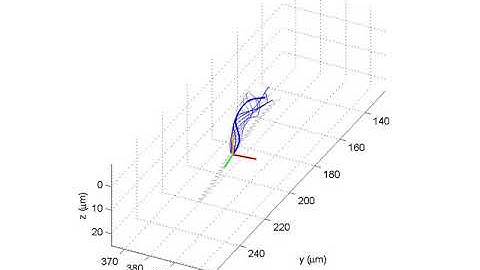 Tracking the sperm head and flagellar beating patterns in 3D