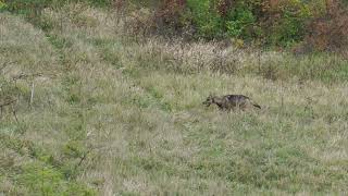 Louveteaux Parc national des Abruzzes Lazio et Molise octobre 2022