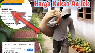 Harga Kakao Anjlok ‼️Viral Hari Ini