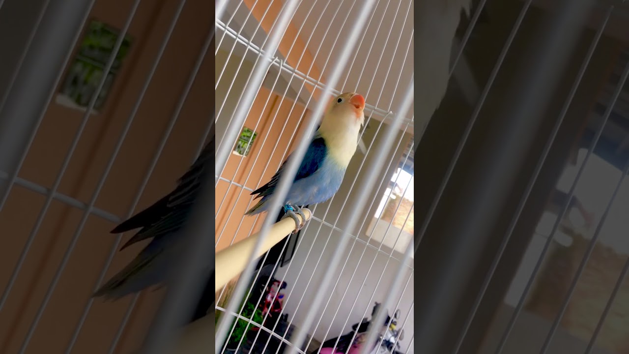 Lovebird Ngekek 