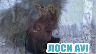 КАК СЕГОДНЯ НАЙТИ ЛОСЯ ?