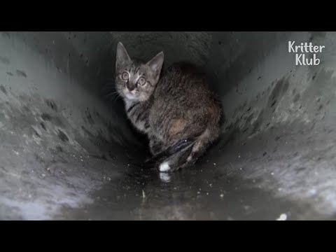 Kitten Lives In The Sewer Pipe That Directly Falls Into Sewage Tank | Kritter Klub