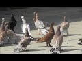 #Pigeon #Дагестан  Широкохвостые голуби Абумуслимова Нажмудина в Дагестане!