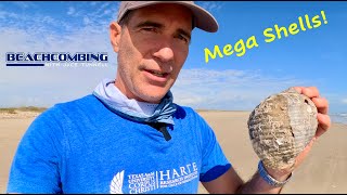 Beachcombing - Mega Shells