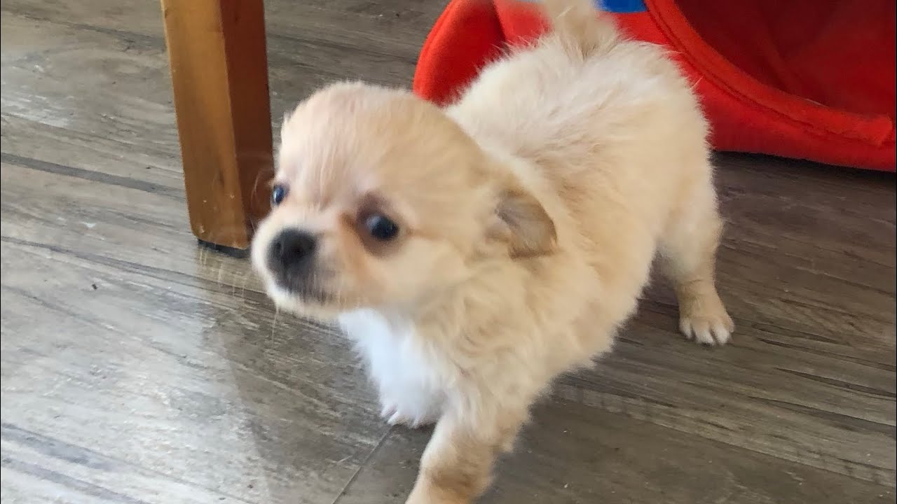 These 6 week old chihuahua puppies are CRAZY! 🤪 - YouTube