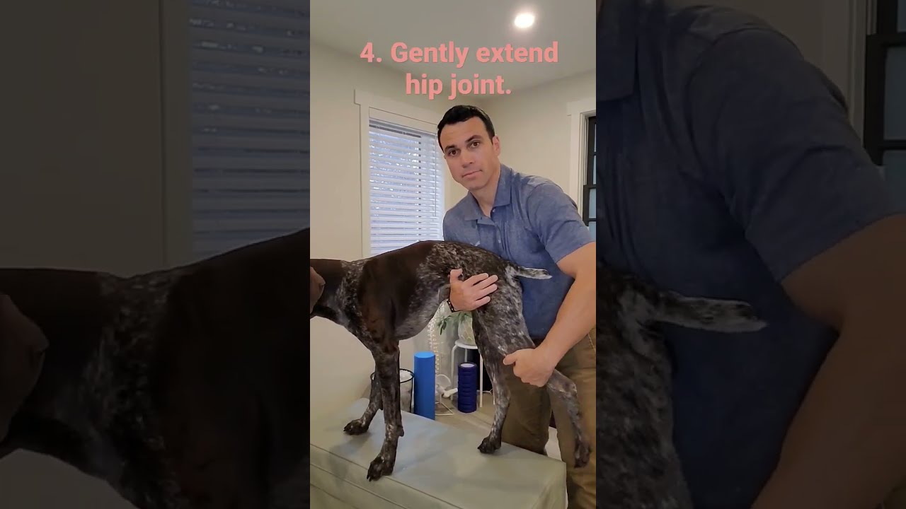How To Stretch Your Dog S Hips With A Tight Back End 