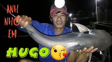 (31)MẤY THÁNG NAY EM ĐI ĐÂU? ANH NHỚ EM,  HUGO À