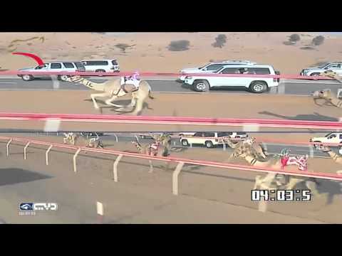 مهرجان أم القيوين حقاقة للقبائل 4 كم 17 1 2016 ص ش9 الشاهينية ل مساعد علي سالم المنصوري 6 06 9