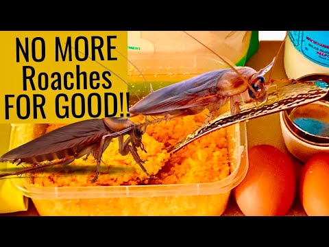Video: Borsyre fra kakerlakker: anmeldelser, oppskrifter