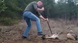 Kapana Yakalanmiş Kurdun Hayatini Kurtaran Duyarli Vatandaş