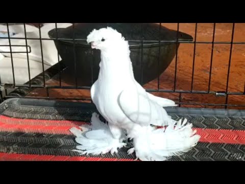 Коллекция бойных голубей лёт и игра красота. Двухчубые голуби. Tauben. Pigeons