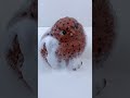 SQUISHY ASMR 🐤🐤Chick#asmr