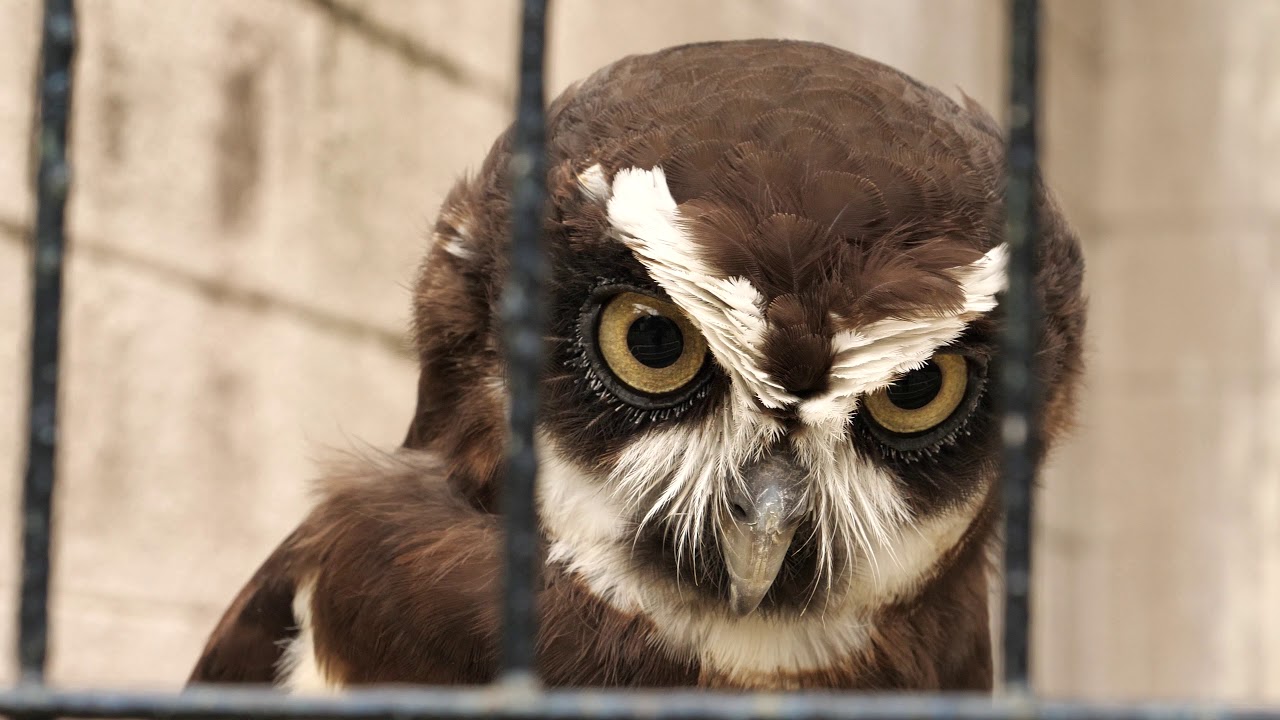 天王寺動物園 メガネフクロウ Osaka Tennoji Zoo Owl Panasonic G9 Mov 4k 8bit Longgop 100mbps Youtube 天王寺動物園 メガネフクロウ Osaka Tennoji Zoo Owl Panasonic G9 Mov 4k 8bit Longgop 100mbps Youtube