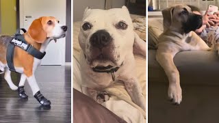 Hilarious Dogs and Puppies 🐶 Best Compilation by Doggonit 2,864 views 4 months ago 8 minutes, 48 seconds