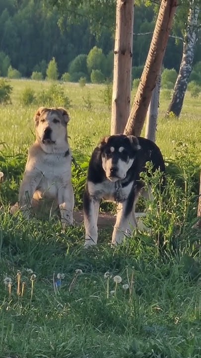 Алабаи Олег и Скиф (6 месяцев)#dog #puppy #сао #alabai #алабай # ...