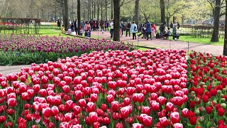 Keukenhof Garden 2023 - Tulips in Full Bloom - 4k